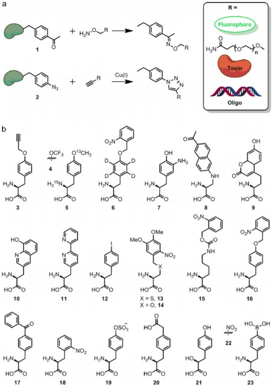 化学生物学是一门怎样的学科？903 / 作者:123457468 / 帖子ID:96595