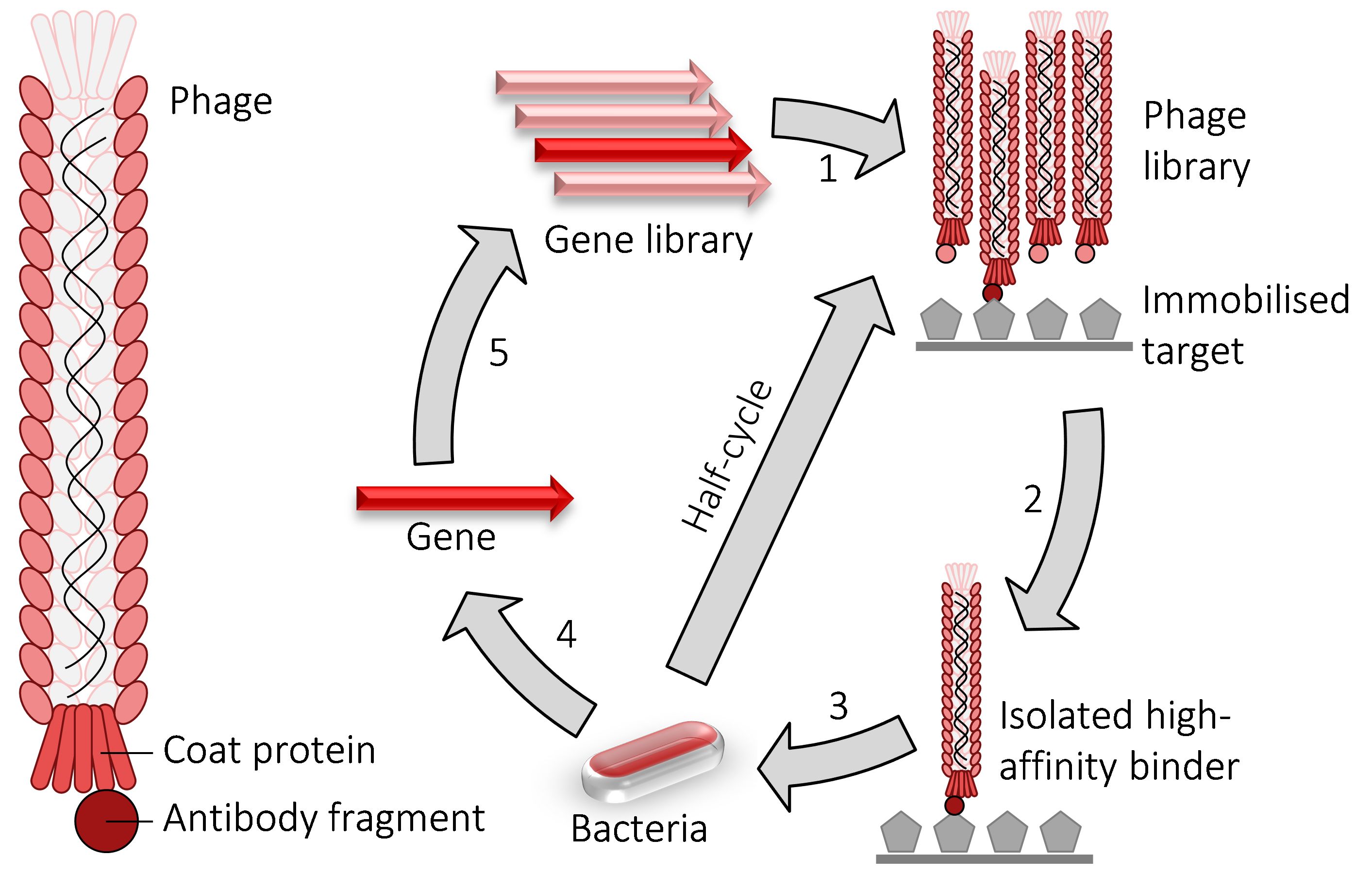 化学生物学是一门怎样的学科？83 / 作者:123457468 / 帖子ID:96595