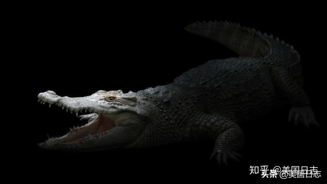 带你穿越到一百万年前的这个世界903 / 作者:水银泄地邻 / 帖子ID:96701