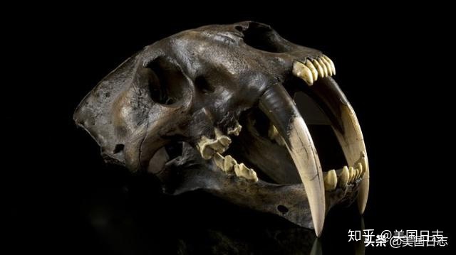 带你穿越到一百万年前的这个世界137 / 作者:水银泄地邻 / 帖子ID:96701