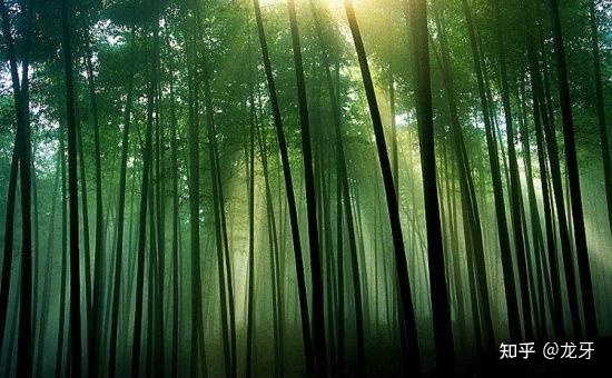 世界上的最大的生物有多大？669 / 作者:叶小琛小m / 帖子ID:96719