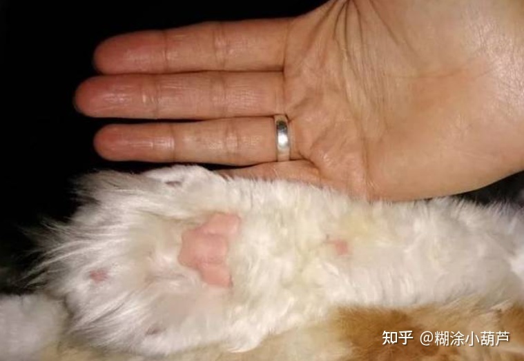 世界上的最大的生物有多大？112 / 作者:yeungg2017 / 帖子ID:96719