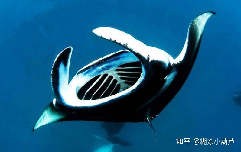 世界上的最大的生物有多大？235 / 作者:yeungg2017 / 帖子ID:96719