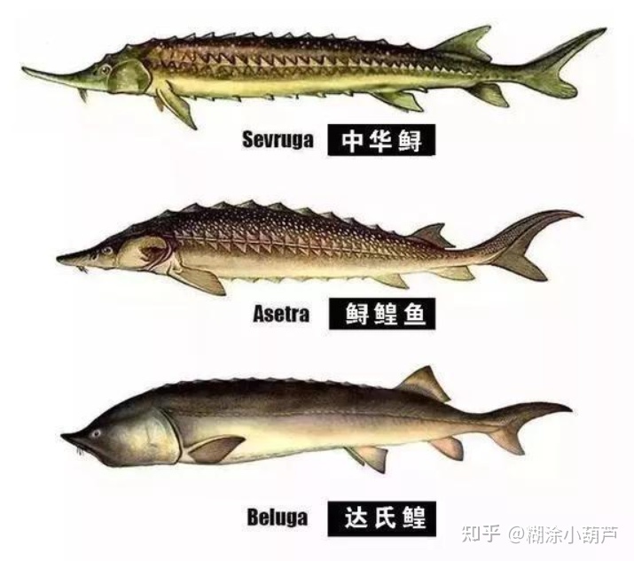 世界上的最大的生物有多大？199 / 作者:yeungg2017 / 帖子ID:96719
