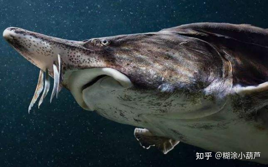 世界上的最大的生物有多大？547 / 作者:yeungg2017 / 帖子ID:96719