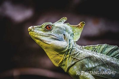 已知的外星人的种类有53种类型，最知名的且有資料記載的 ...812 / 作者:曹羁奔陈构 / 帖子ID:96734