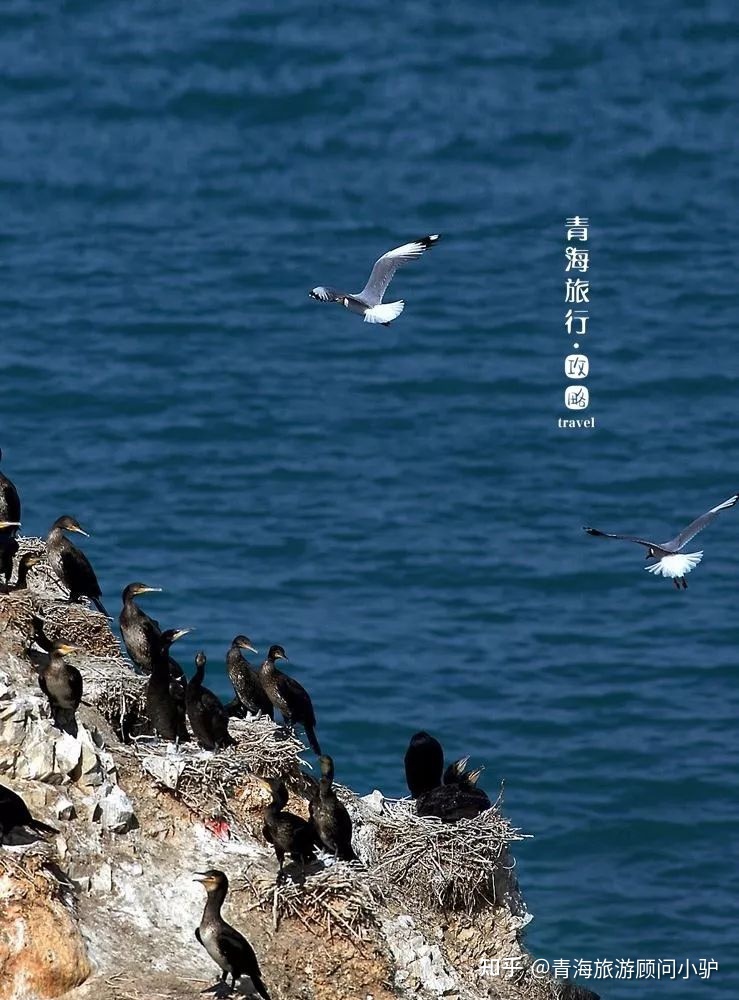 【青海旅游攻略】39个青海之最，你去过几个？673 / 作者:宋751 / 帖子ID:96942