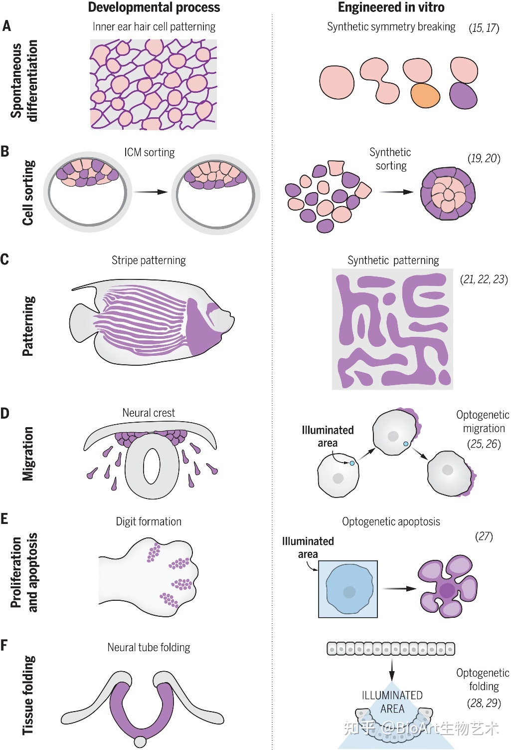 Science综述丨合成发育生物学未来：多样性和复杂化39 / 作者:独孤一山隙 / 帖子ID:96945
