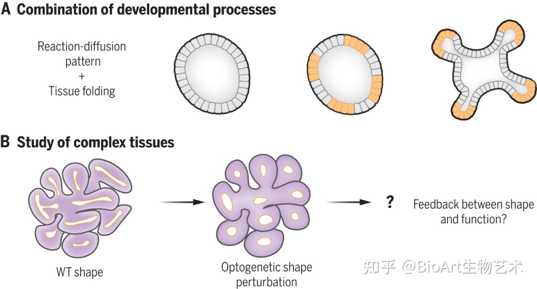 Science综述丨合成发育生物学未来：多样性和复杂化329 / 作者:独孤一山隙 / 帖子ID:96945