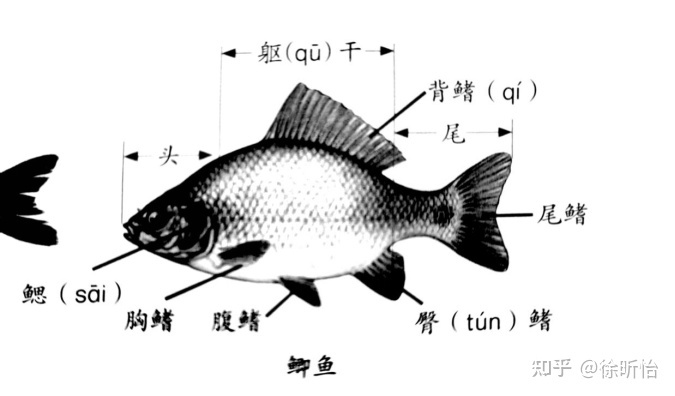 湖南科学技术出版社三年级上册科学知识点总结57 / 作者:张瘦身 / 帖子ID:97048