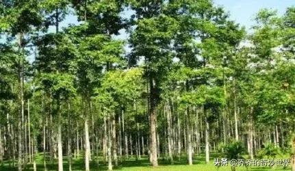 世界上最轻的树、生长最快的树，一年长10米~轻木，比火柴还轻569 / 作者:版砖批发握 / 帖子ID:97053