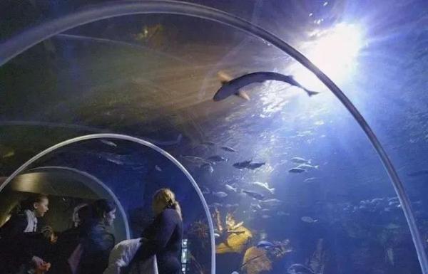 世界最大独立圆柱体水族馆爆裂：百万升水倾泄 1500条鱼被冲上街头53 / 作者:爱可电子蓉 / 帖子ID:97064