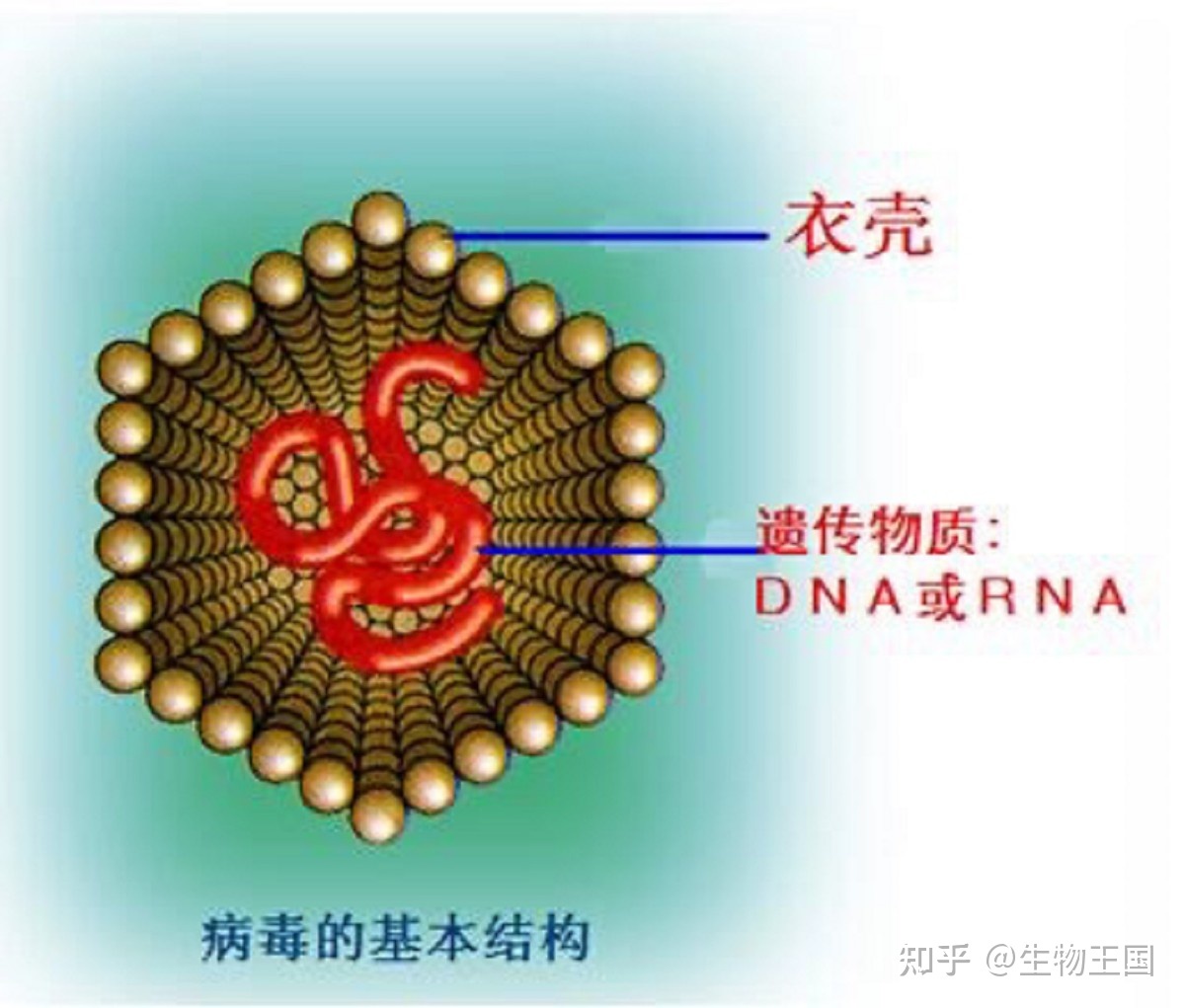 地球上的生物都有天敌相克，怎么从没听说病毒的天敌？病毒 ...911 / 作者:宋长宁 / 帖子ID:97233