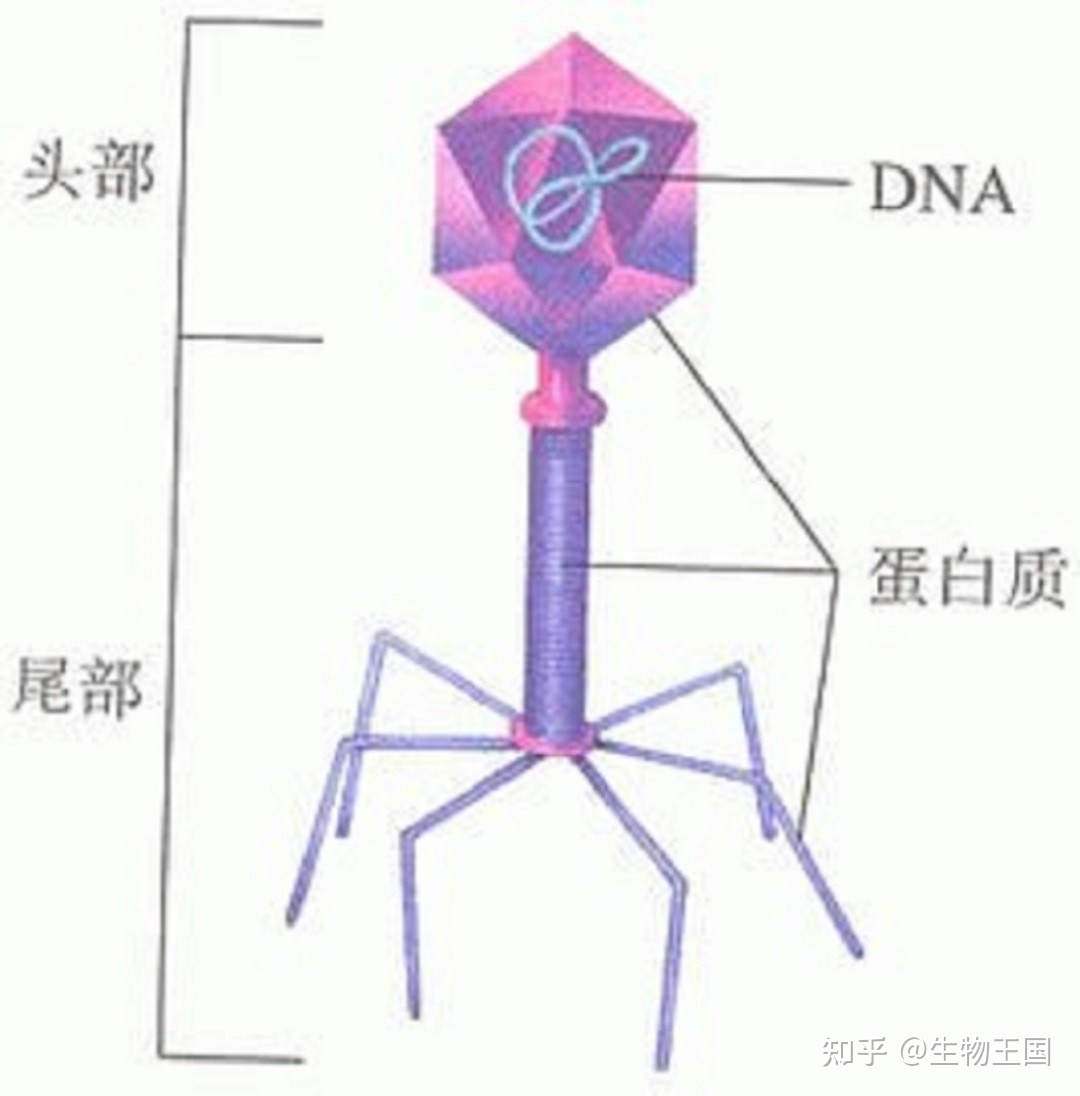 地球上的生物都有天敌相克，怎么从没听说病毒的天敌？病毒 ...974 / 作者:宋长宁 / 帖子ID:97233