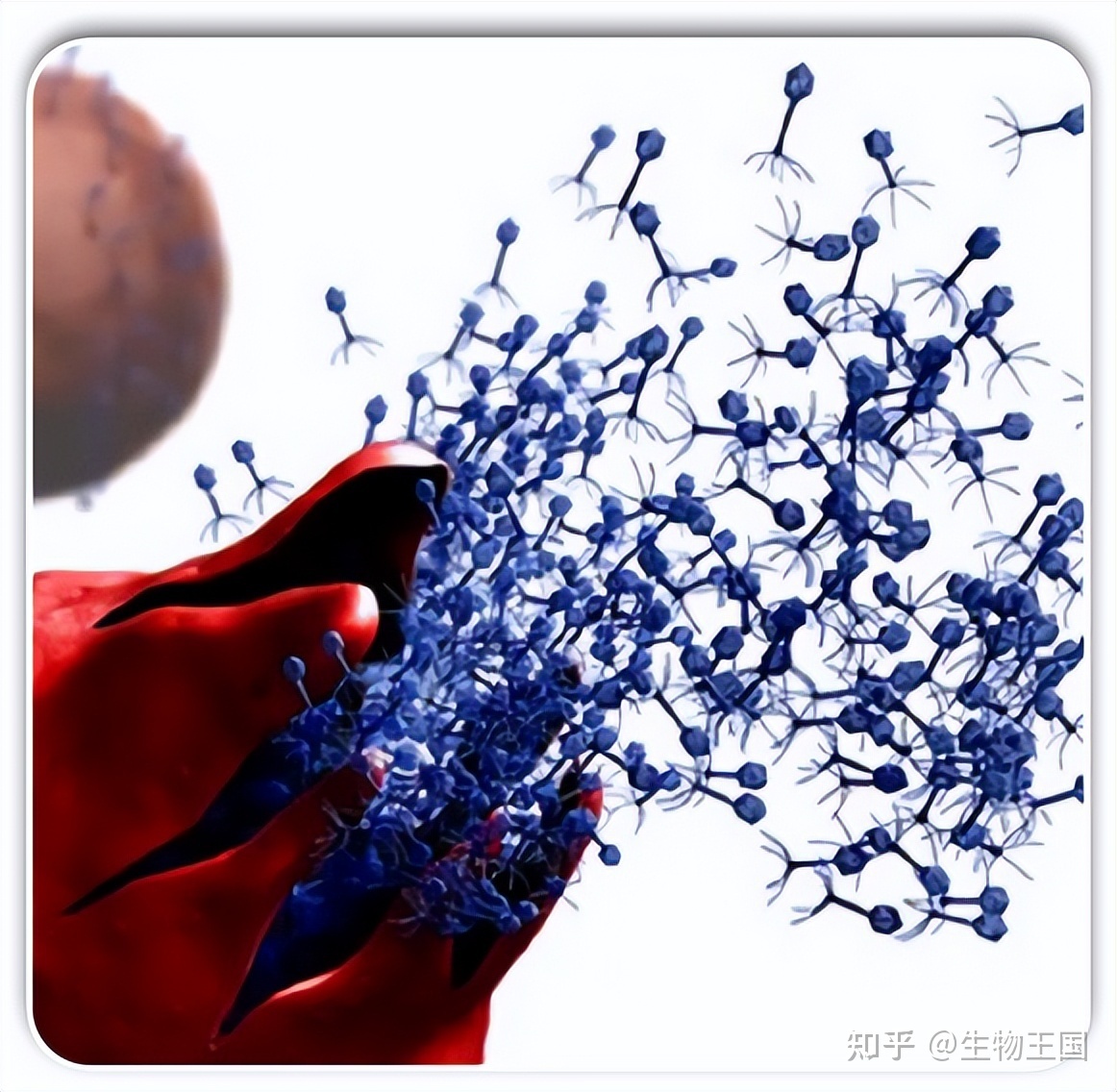 地球上的生物都有天敌相克，怎么从没听说病毒的天敌？病毒 ...684 / 作者:宋长宁 / 帖子ID:97233