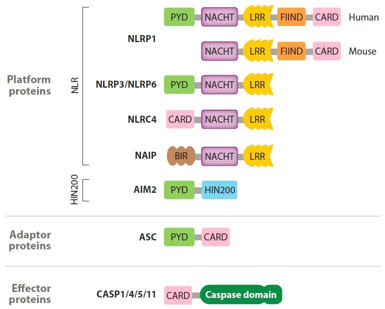 Nature丨陈志坚组解开困扰学界多年的关于NLRP3炎症小体 ...583 / 作者:两个小胖猪遗 / 帖子ID:97435