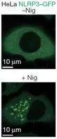 Nature丨陈志坚组解开困扰学界多年的关于NLRP3炎症小体 ...442 / 作者:两个小胖猪遗 / 帖子ID:97435