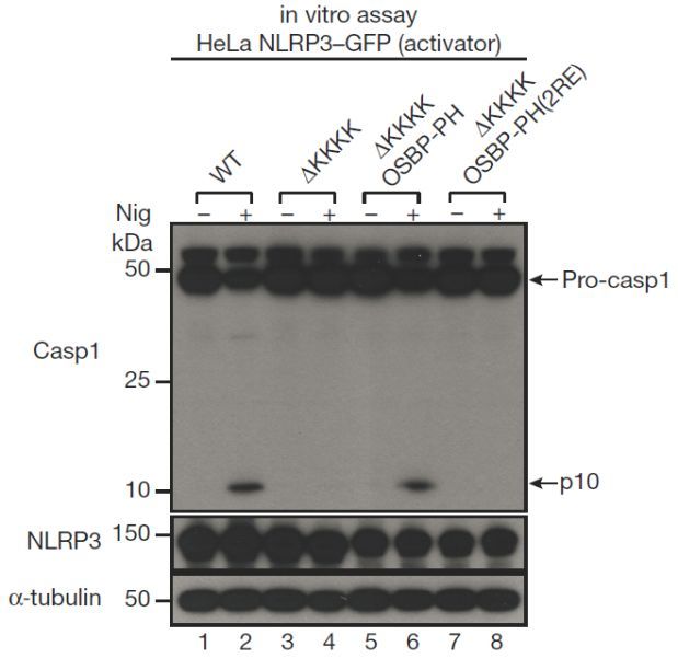 Nature丨陈志坚组解开困扰学界多年的关于NLRP3炎症小体 ...692 / 作者:两个小胖猪遗 / 帖子ID:97435