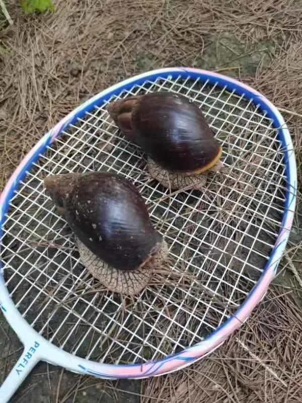 生物与死物的区别322 / 作者:哈哈小强呀 / 帖子ID:97845