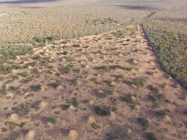 科学家：地球上还隐藏着另一个文明，人类在日常中都会忽视它们961 / 作者:做我的仆人 / 帖子ID:97879