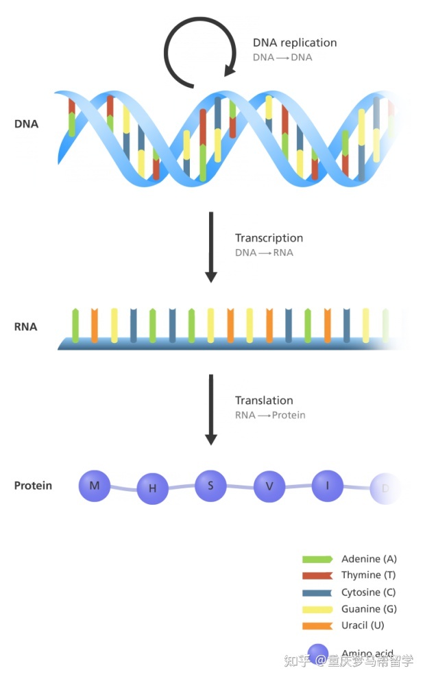 专业梳理 | 起源、演化、分布，包含“生物科学”有关的一切283 / 作者:二狗子2017 / 帖子ID:97882