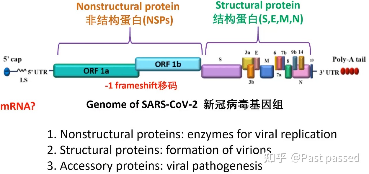 冠状病毒（协和八年制医学微生物学基础课程）102 / 作者:四轮day / 帖子ID:98761