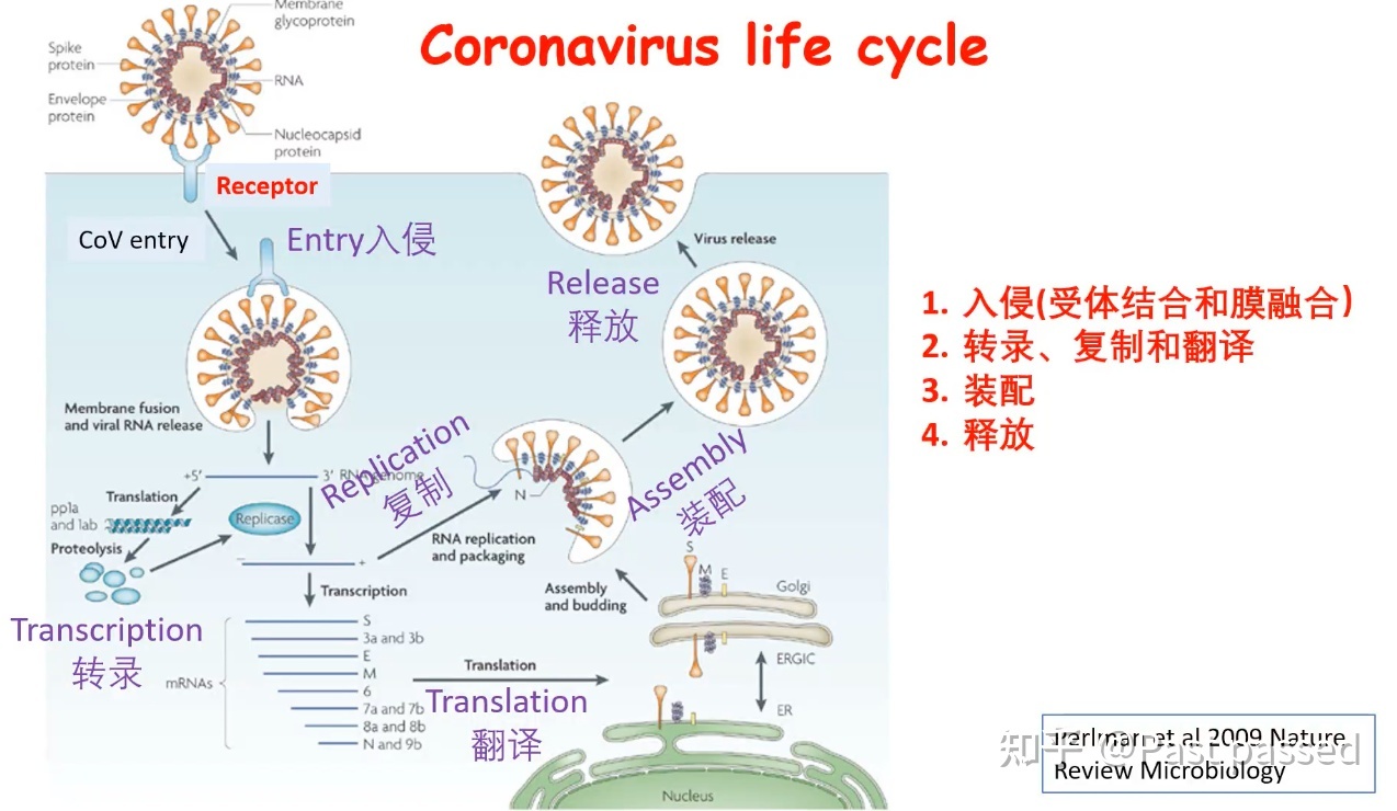 冠状病毒（协和八年制医学微生物学基础课程）387 / 作者:四轮day / 帖子ID:98761