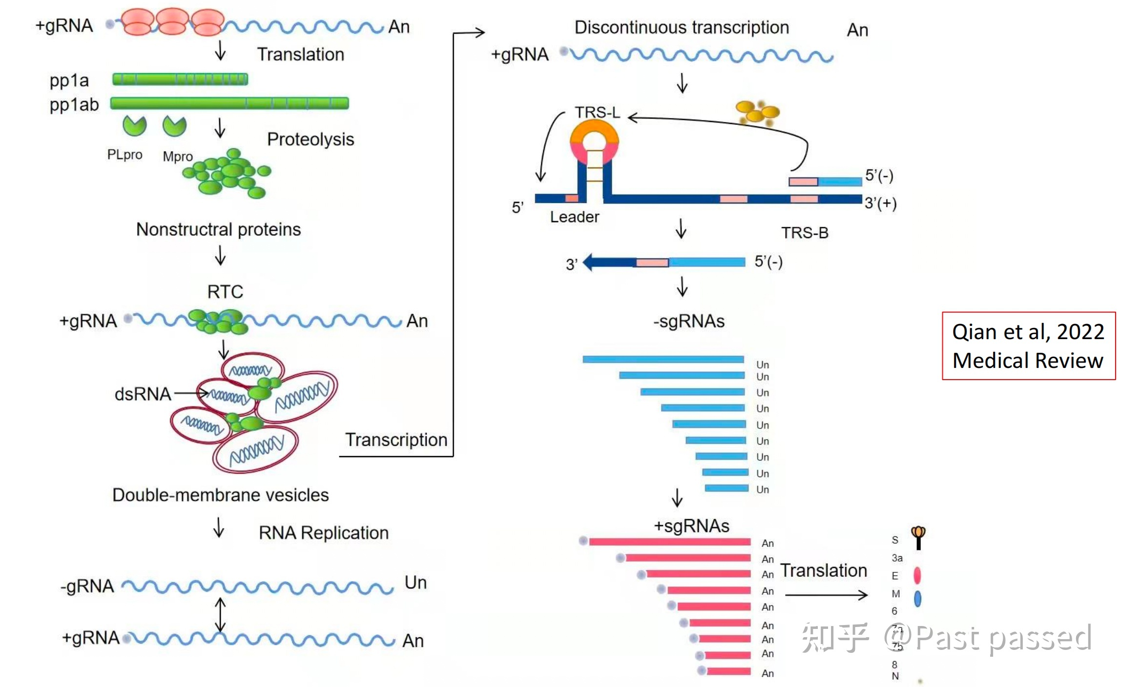 冠状病毒（协和八年制医学微生物学基础课程）706 / 作者:四轮day / 帖子ID:98761