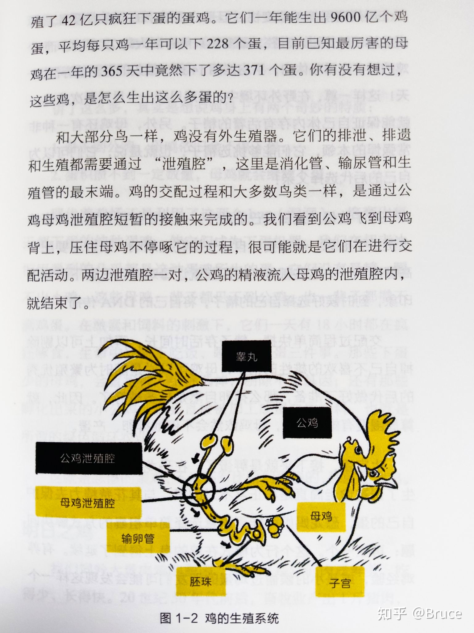 “鸡可能成为地球真正的霸主”为什么会这样说呢？理论根据在 ...561 / 作者:甚着维苦得 / 帖子ID:98828