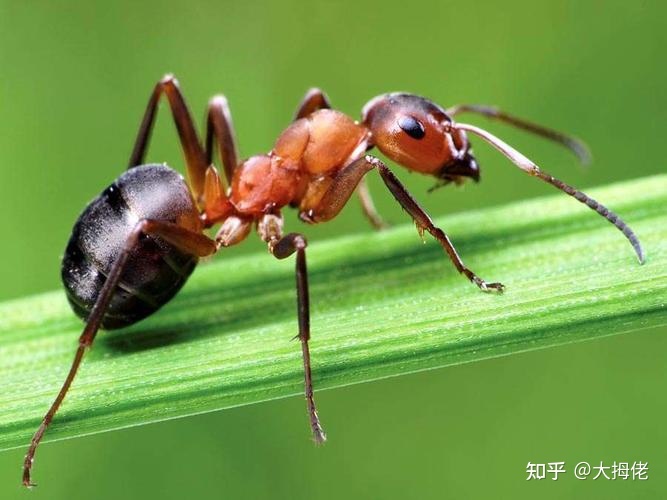 为什么说蚂蚁是地球上进化得最完美的生物？204 / 作者:冷艳林壳 / 帖子ID:98829