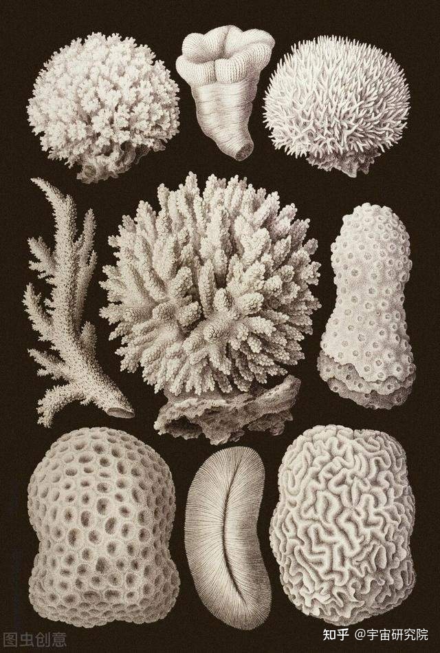 影响世界的十大顶尖生物学家：林奈 植物学之王70 / 作者:axly530 / 帖子ID:99407