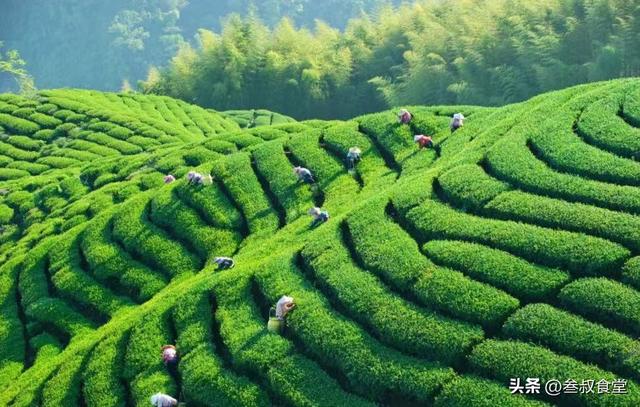 中国茶的“世界之最”你知道吗？3款产自古老茶区的茶，你喝过吗124 / 作者:忧郁草民乜 / 帖子ID:99500