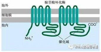 细胞生物学高频考点（八）之G蛋白偶联受体及信号转导内容 ...949 / 作者:小婴弄瓦接 / 帖子ID:100879