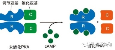 细胞生物学高频考点（八）之G蛋白偶联受体及信号转导内容 ...46 / 作者:小婴弄瓦接 / 帖子ID:100879