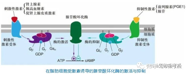 细胞生物学高频考点（八）之G蛋白偶联受体及信号转导内容 ...682 / 作者:小婴弄瓦接 / 帖子ID:100879