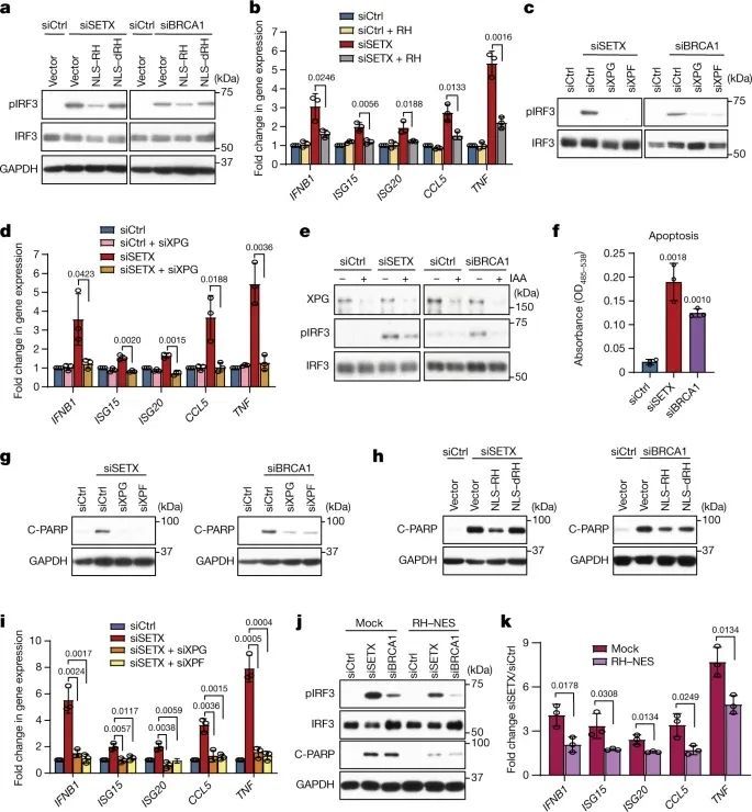 Nature | R-环衍生的RNA-DNA杂交体激活免疫应答531 / 作者:厕所有人 / 帖子ID:101113