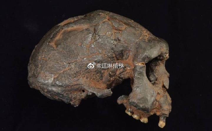 非洲惊现25000年前外星人尸骨61 / 作者:孤独的野鸭菇 / 帖子ID:101465