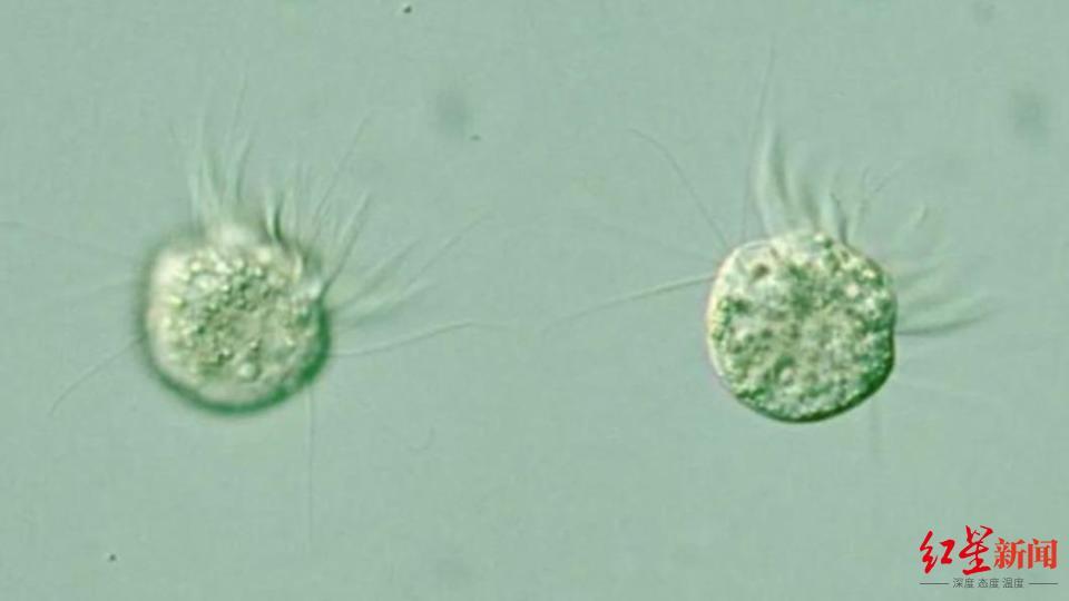 科学家首次发现了有生物会把「病毒」作为「食物」，这一 ...37 / 作者:我是一个梦蛋 / 帖子ID:101579