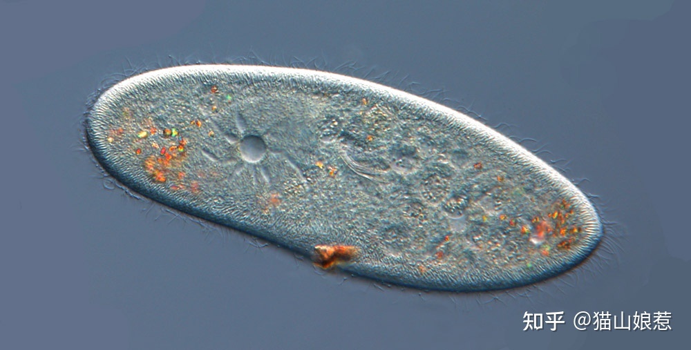 科学家首次发现了有生物会把「病毒」作为「食物」，这一 ...394 / 作者:伤心骑士口 / 帖子ID:101579