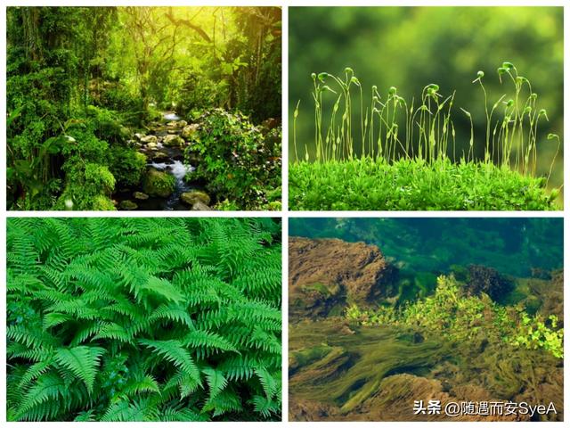 有趣的生物学：什么是生物533 / 作者:天寿保健护理彰 / 帖子ID:101627