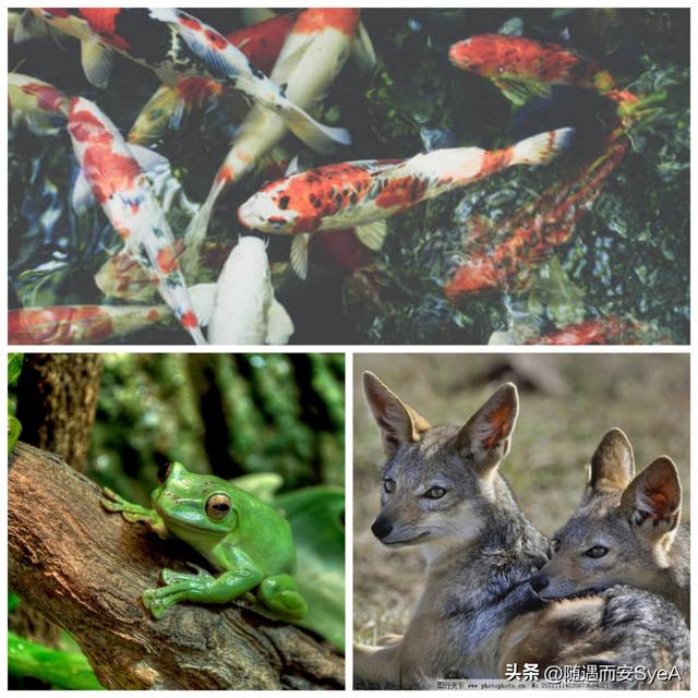 有趣的生物学：什么是生物539 / 作者:天寿保健护理彰 / 帖子ID:101627