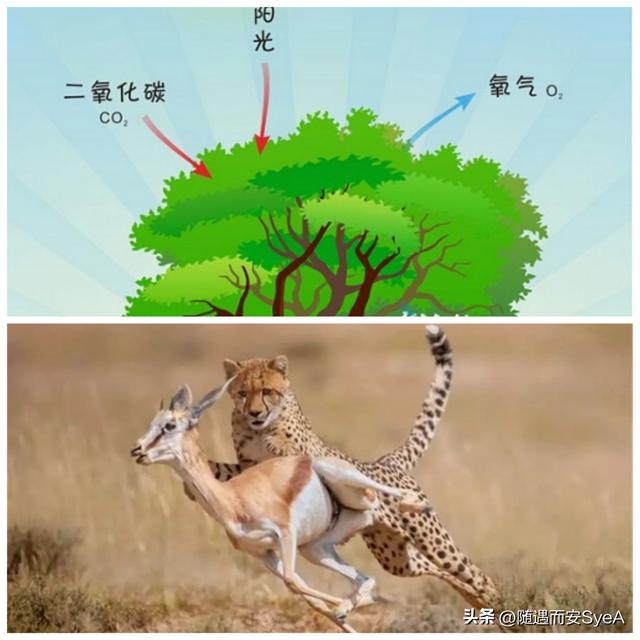 有趣的生物学：什么是生物108 / 作者:天寿保健护理彰 / 帖子ID:101627