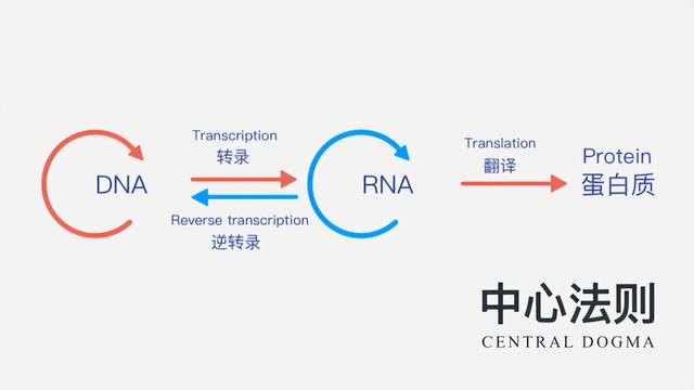 生物学是什么？731 / 作者:消敢市音 / 帖子ID:101628