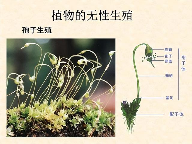 世界上最大生物，重量超6600吨活了8万多年，如今却在被慢慢吃掉618 / 作者:木易549 / 帖子ID:101820