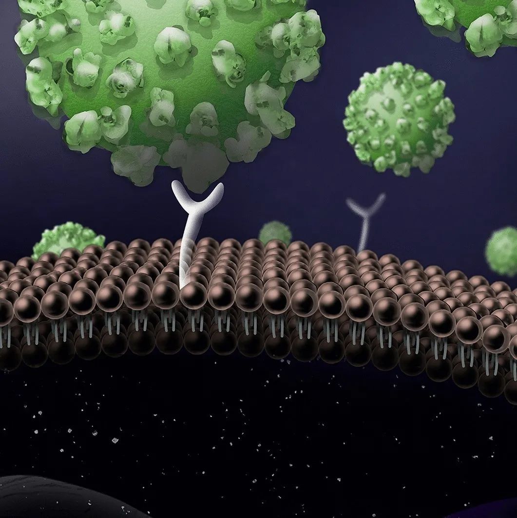治疗新冠病毒的新答案：量子生物学653 / 作者:日啊驴吗厩 / 帖子ID:101832