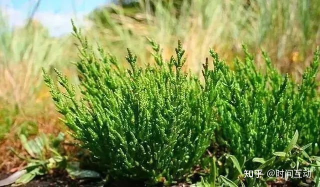 关于青海，你不知道的这29个世界之最，他不仅是“亚洲水塔 ...132 / 作者:天蝎孤星等 / 帖子ID:102363