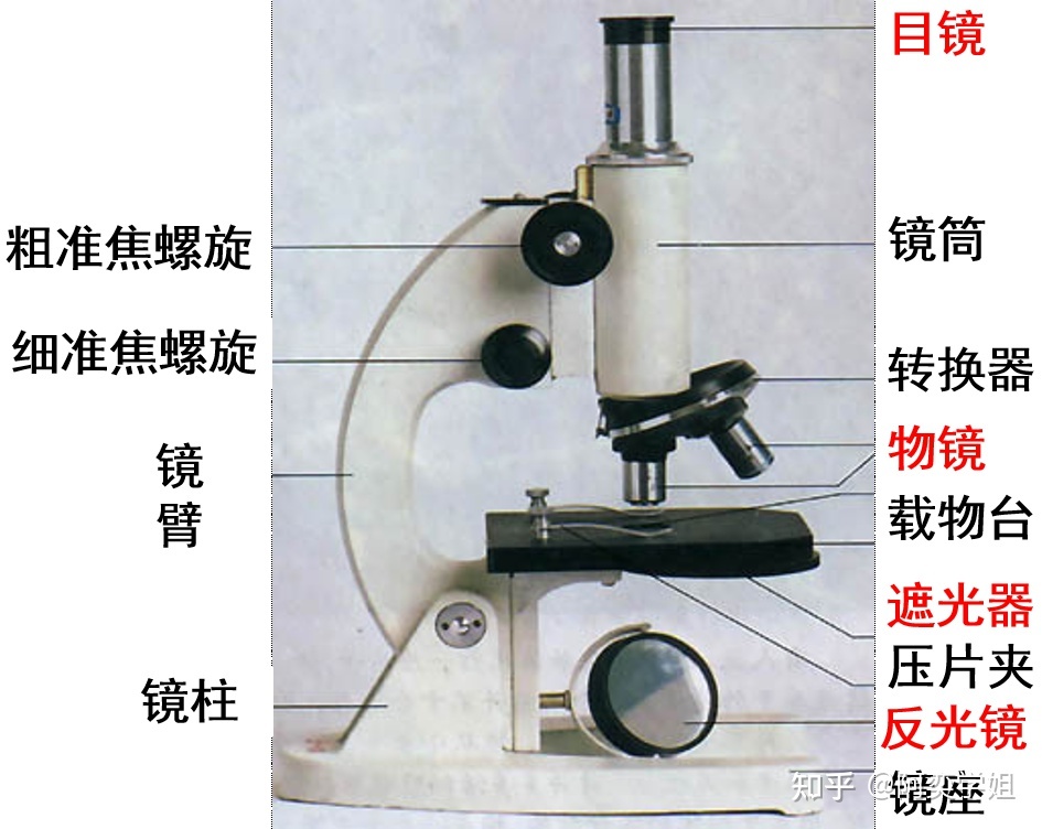 高中生物学必修一：显微镜的结构和使用456 / 作者:阳光469 / 帖子ID:102425