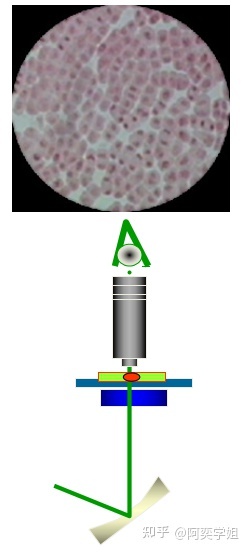 高中生物学必修一：显微镜的结构和使用594 / 作者:阳光469 / 帖子ID:102425