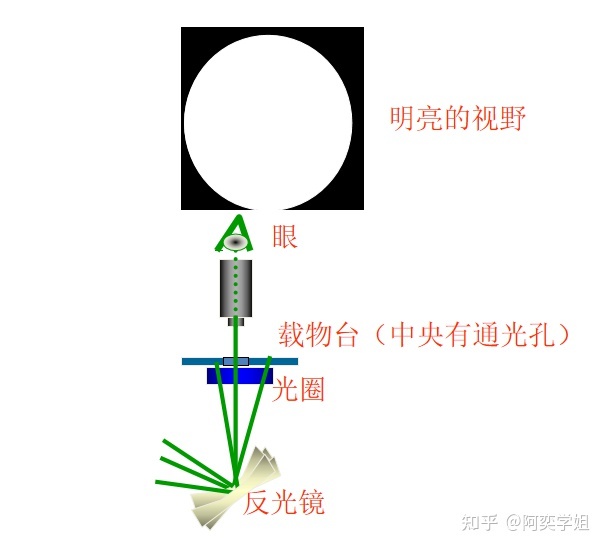 高中生物学必修一：显微镜的结构和使用142 / 作者:阳光469 / 帖子ID:102425