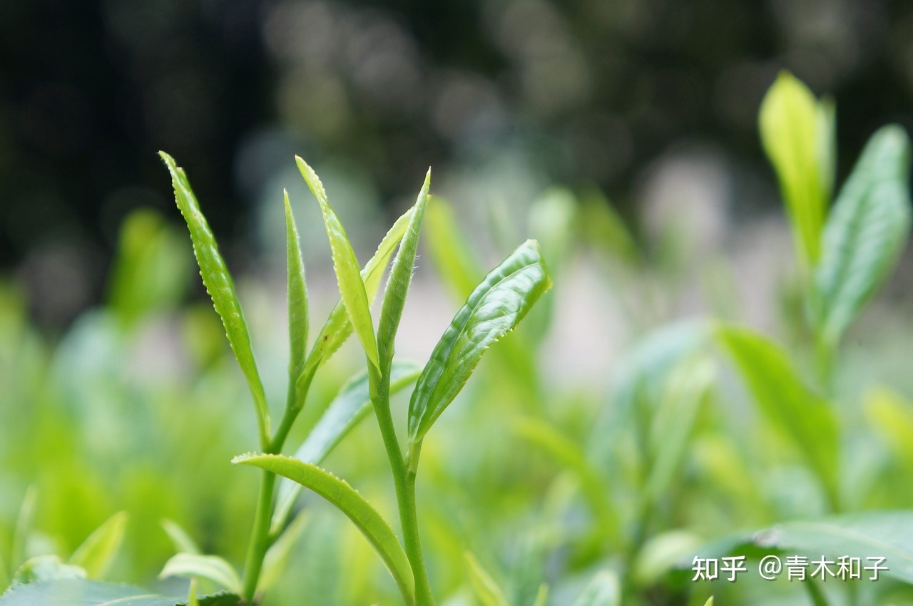 世界十大名茶 全球最著名的茶 世界名茶排行榜145 / 作者:卢云i / 帖子ID:102724